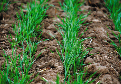 Озимые пережили зиму неплохо, но энергокризис может всё испортить