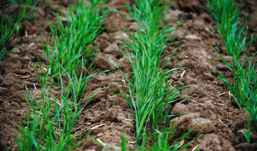 ростки озимых