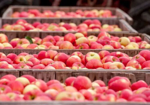 Moldovan apple exports increased in October Moldovan apple exports increased in October