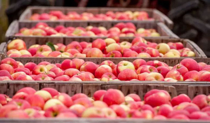 Exporturile moldovenești de mere au crescut în octombrie Exporturile moldovenești de mere au crescut în octombrie