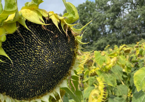 Prețurile la floarea-soarelui în Ucraina și Moldova au convergent