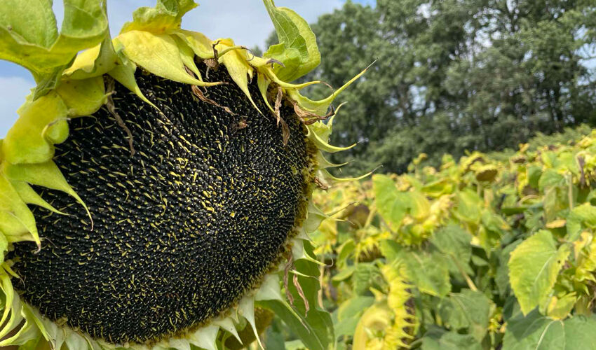 Prețurile la floarea-soarelui în Ucraina și Moldova au convergent