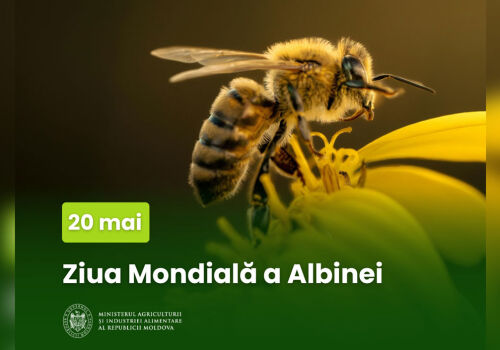 Lumea și Moldova sărbătoresc Ziua Albinei. Să sărbătorim