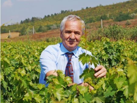 Сорта винограда «на вырост» Сорта винограда «на вырост»