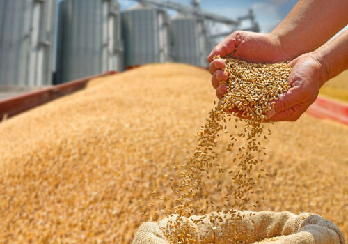 Romania bypasses Ukraine in the barley market due to competitive price. Moldova “out of the game”?