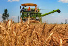Raw materials – the basis of agro-food exports of RM