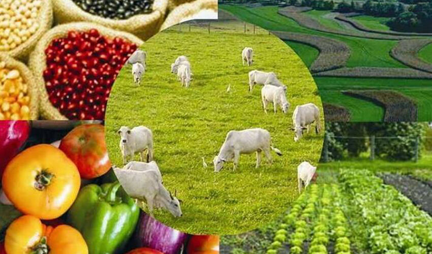 У каких стран Евросоюза наибольшая доля сельского хозяйства в ВВП?