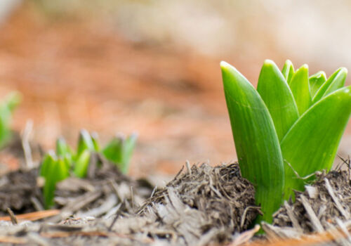 Spring has run out of schedule: what threatens Europe