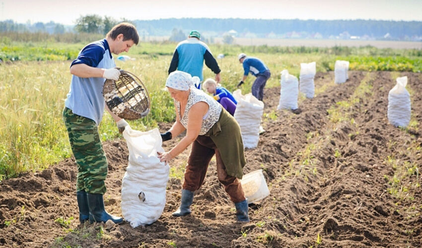 работники в поле