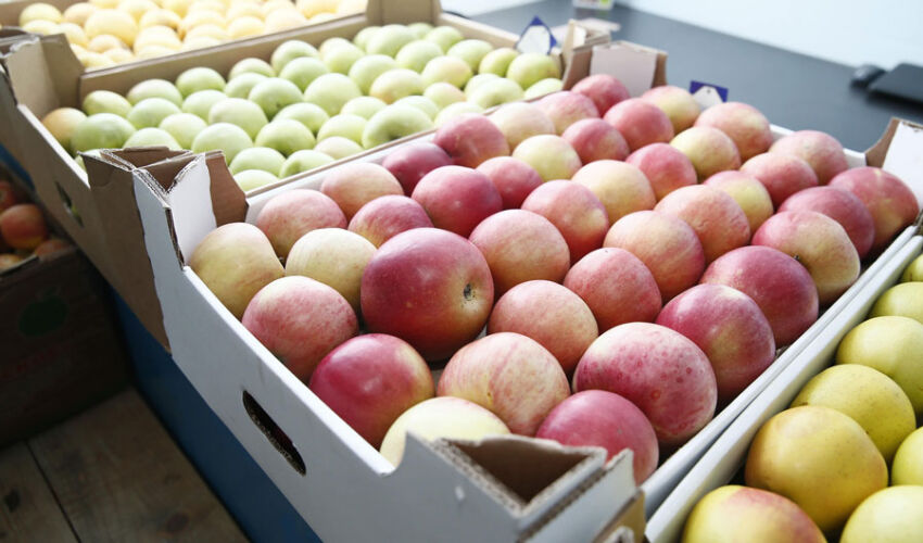 Apple exports better than forecast in May apples