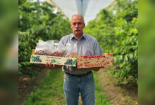 Winegrowers expect a good and quality harvest