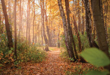 A country without forests