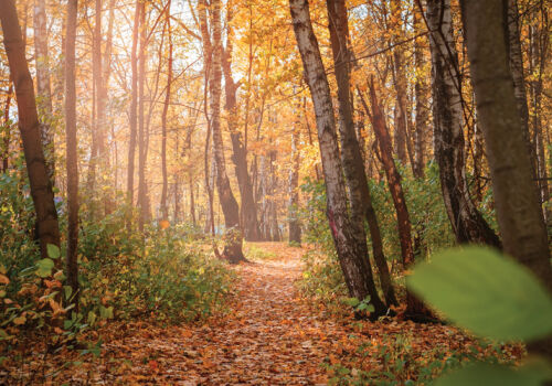 Страна без лесов