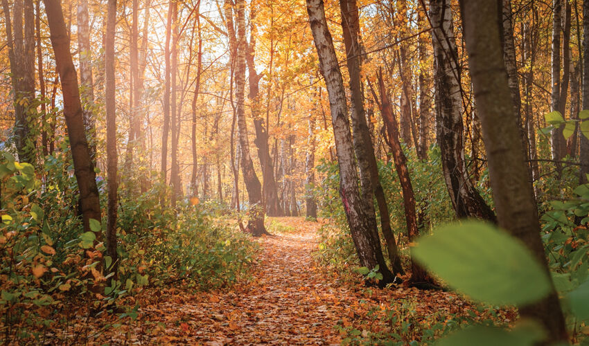 A country without forests