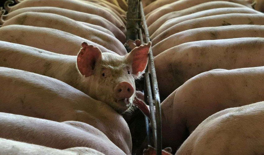 Sectorul de porcine din Moldova este departe de a-și reveni Sectorul de porcine din Moldova este departe de a-și reveni