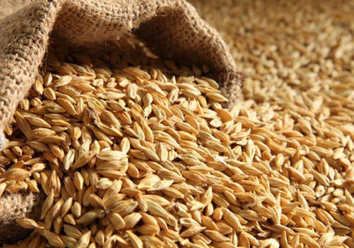 ФАО: зерновые – единственный товар, подорожавший в ноябре