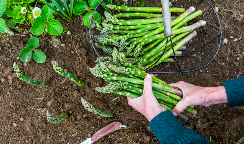 asparagus