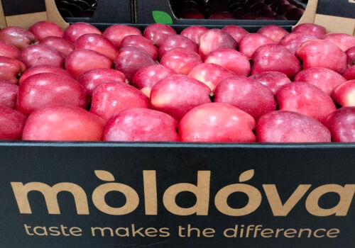 Экспорт молдавских яблок в марте обескураживает Экспорт молдавских яблок в марте обескураживает
