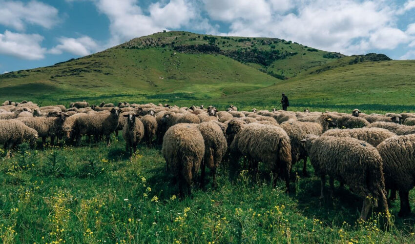 Crescătorii de ovine din România vor primi despăgubiri ca urmare a blocării exporturilor oi pe pășune