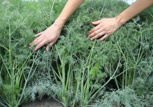 Incidentul cu mărarul contaminat a fost repetat Incidentul cu mărarul contaminat a fost repetat