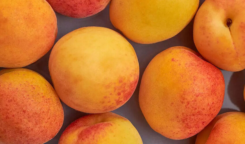 Apricot in Europe