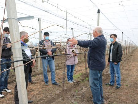 Виноградари заинтересовались системой Пергола Виноградари заинтересовались системой Пергола