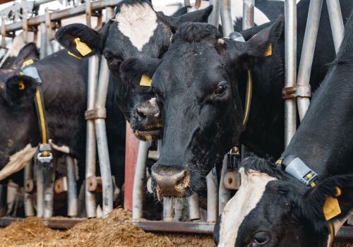 Sectorul zootehnic a asigurat creșterea producției agricole în Moldova în ianuarie-martie 2026