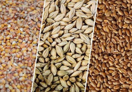 Минсельхоз USDA прогнозирует снижение мирового производства и запасов зерна Минсельхоз USDA прогнозирует снижение мирового производства и запасов зерна