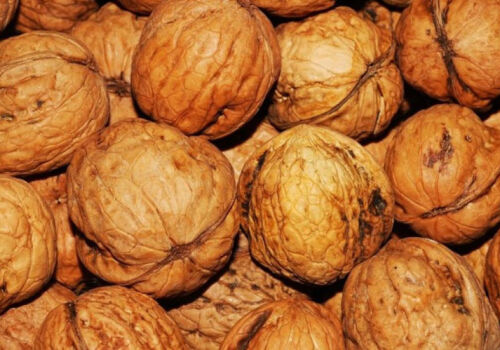 Recolta și prețurile nucilor moldovenești sunt cu 10-20% mai mari decât anul trecut Recolta și prețurile nucilor moldovenești sunt cu 10-20% mai mari decât anul trecut
