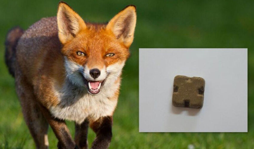 Вакцинация лис