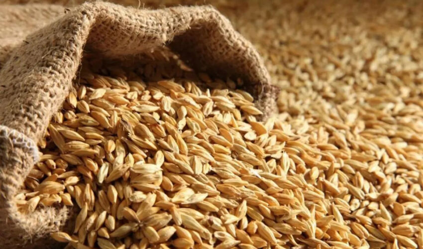 Grain prices are rising: the reasons are not only the war in the Middle East grain