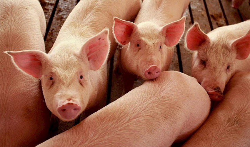 Carnea de porc europeană ieftină exercită presiune asupra piețelor țărilor vecine porci