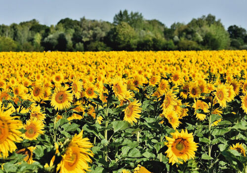 Moldovan sunflower: harvest, prices, exports