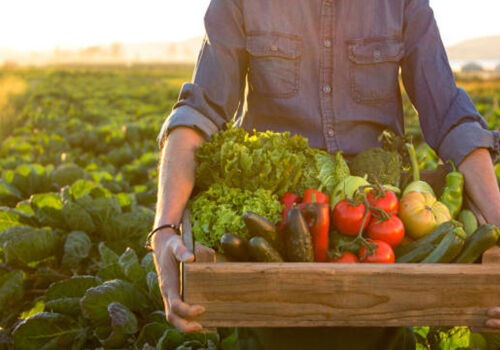 Микро-фермы и сельские пансионаты: год работы по упрощенным правилам