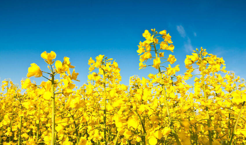 canola