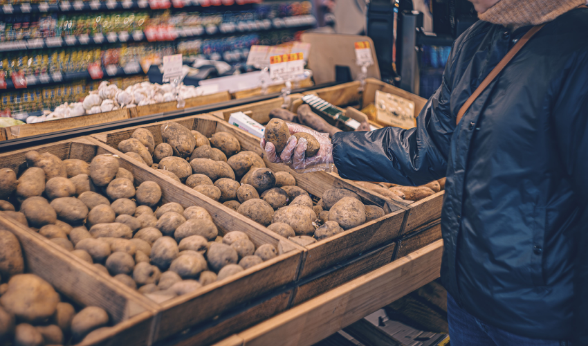 Prices for young potatoes are still above average potatoes