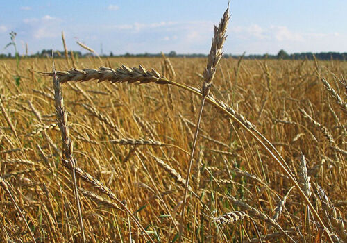 Фермеры требуют продлить лицензирование импорта из Украины