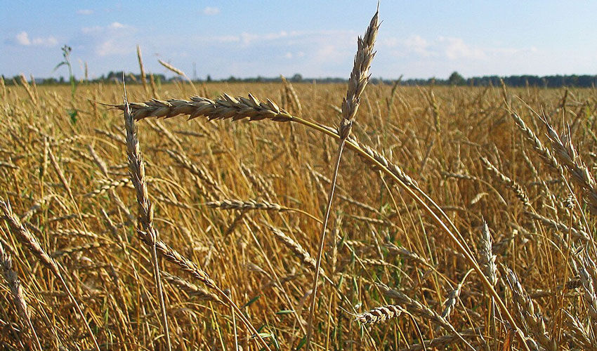 Фермеры требуют продлить лицензирование импорта из Украины