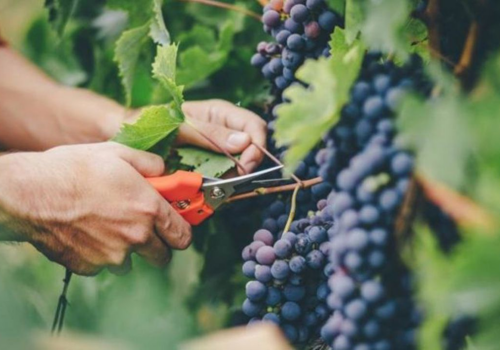 În Moldova, producția agricolă la scară largă și agricultura de subzistență sunt în creștere În Moldova, producția agricolă la scară largă și agricultura de subzistență sunt în creștere