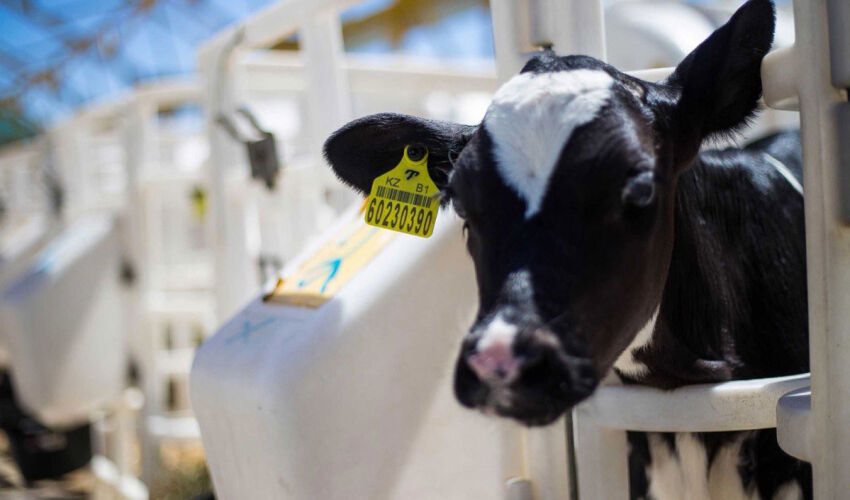 A competition for farm projects seeking grants will be held at the end of the year бычок на ферме