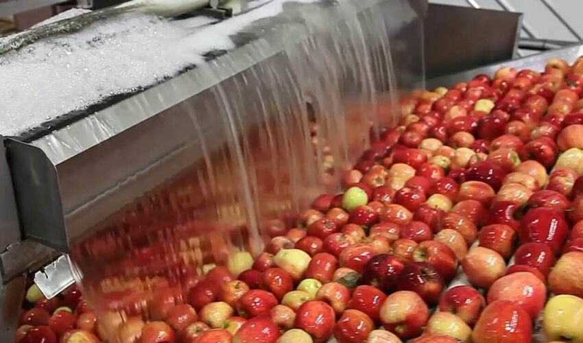 Apple processing in Moldova will significantly exceed last year’s level Apple processing in Moldova will significantly exceed last year’s level