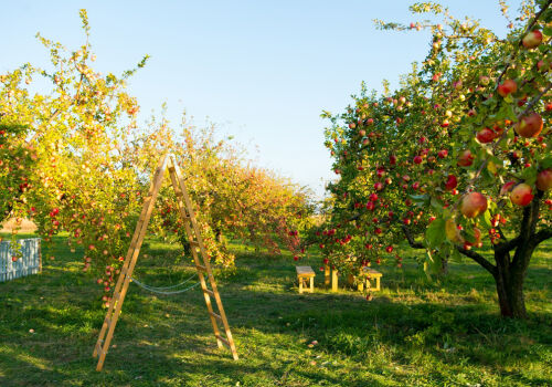 Закладка садов будет согласовываться