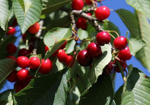 Damage in horticulture was lower than predicted