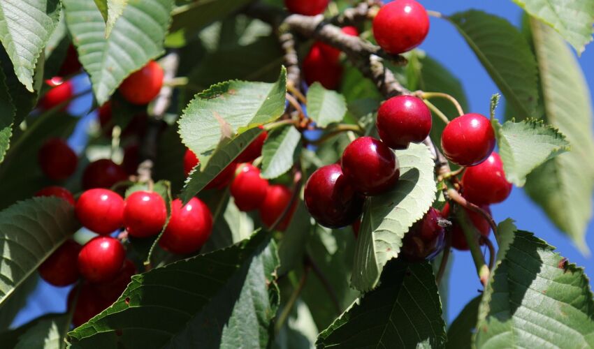 Damage in horticulture was lower than predicted Damage in horticulture was lower than predicted