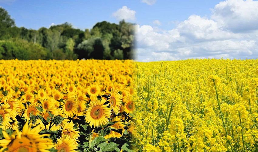Rapeseed and sunflower prices equalized Rapeseed and sunflower prices equalized