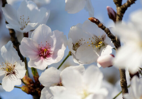 May frosts caused great damage to Moldova’s gardens