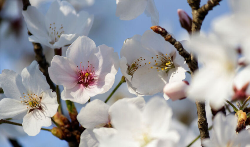 cherry blossom