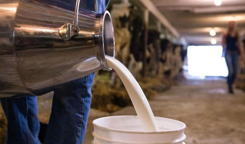 Формула успеха «лучше кормить – больше доить» сработала