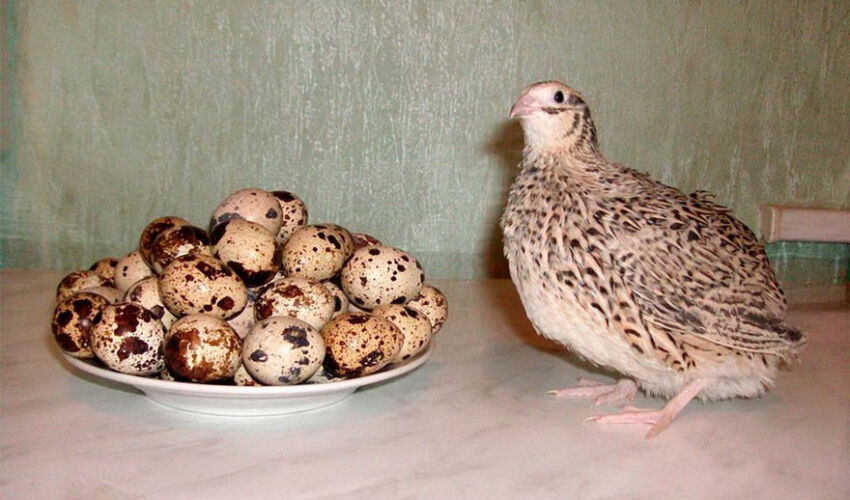 The quail farm from Lozovo became an exemplary one The quail farm from Lozovo became an exemplary one