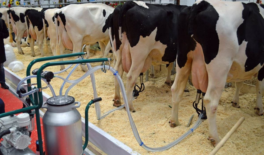 The deadline for submitting applications for “dairy subsidies” is approaching milking cows